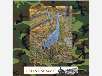 To hunt or not to hunt, that is the question.